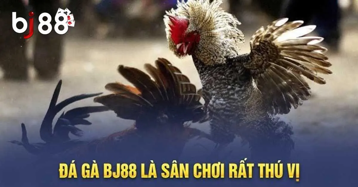 Sức Hấp Dẫn Đá Gà BJ88 Và Cẩm Nang Tham Gia Cho Tân Binh 3 Tổng hợp các hình thức chọi kê BJ88 hấp dẫn