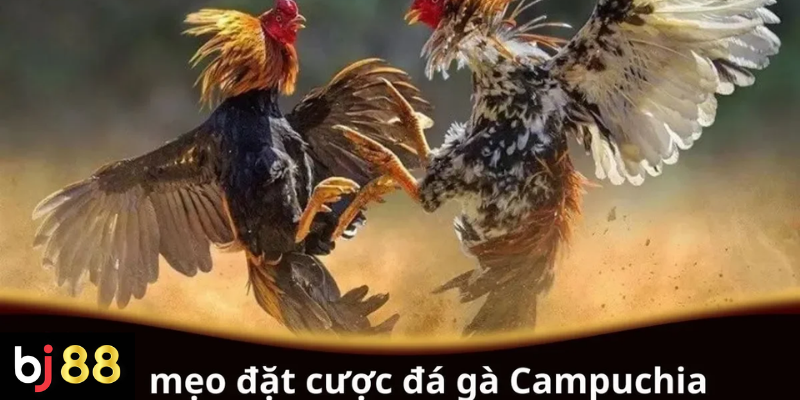 Mẹo Đặt Cược Đá Gà Campuchia: Bí Quyết Thắng Lớn Từ Cao Thủ 2 Mẹo đặt cược đá gà Campuchia cho người chơi mới